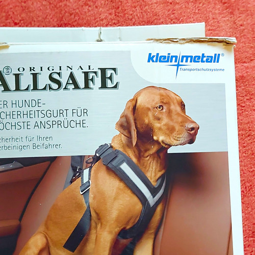 Sicherheit fur hund und fahrer - fur,